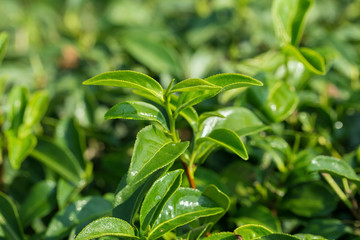 closeup fresh green tea leaves