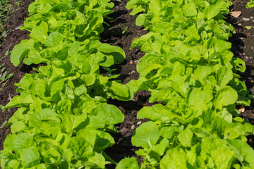 Green choy in vegetable garden.