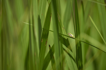 Laubfrosch im Schilf