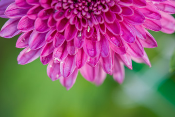 close up of beautiful flower and petals