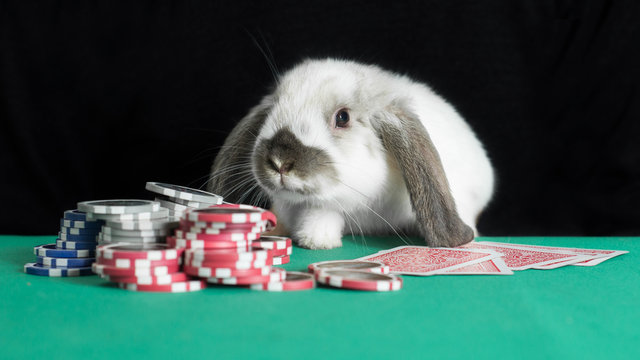  poker coniglio bussa / chip al tavolo da gioco 16:9