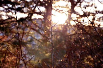 The branches on the background bokeh and sunset