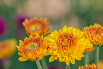 Colorful flowers in the garden