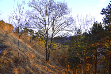 Fototapeta premium Spreading tree on a hill at sunset