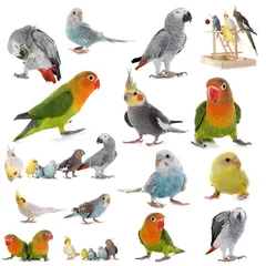 Photo sur Plexiglas Perroquet group of parrots