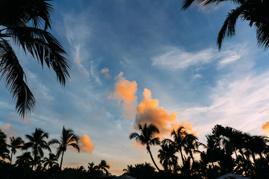 Fototapeta Beautiful landscape of palm trees at sunset