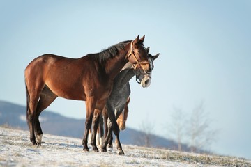 Fototapeta na wymiar Horses in a snowy pasture in the morning