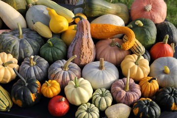 Squash and pumpkins.