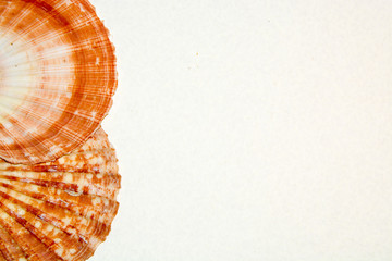 Set of various sea shells closeup on a white background