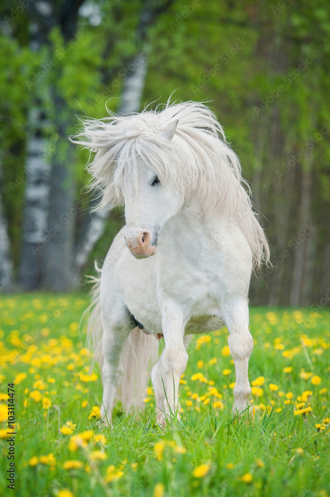 Wall mural White shetland pony with beautiful long mane running on the field with dandelions