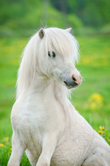 Portrait of funny little shetland pony sitting on the field in summer