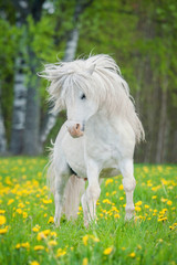 White shetland pony with beautiful long mane running on the field with dandelions © Rita Kochmarjova