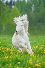 White shetland pony running on the field with dandelions