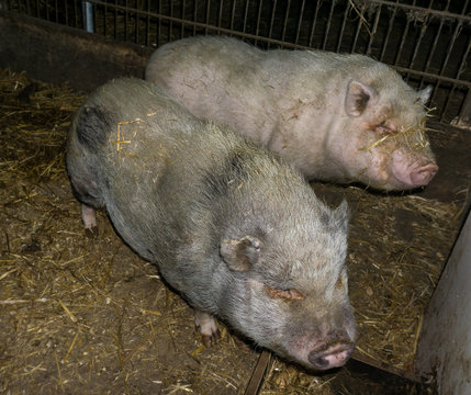 big pig boar livestock