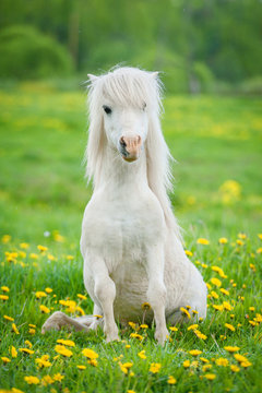 Fototapeta Funny little shetland pony sitting on the field with flowers