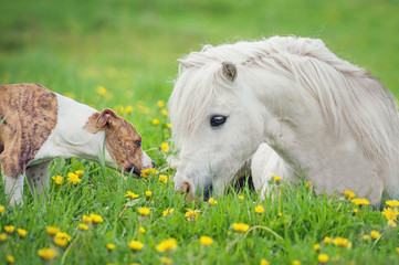 Portrait of little shetland pony and american staffordshire terrier dog