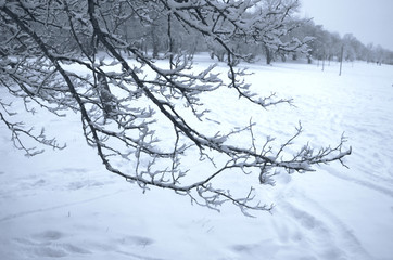 Rickly branch in hoarfrost on a background of snow