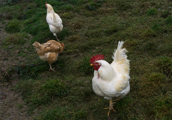 hens fair farm free running. cock