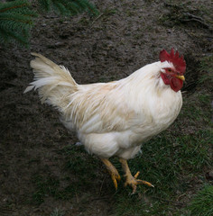 hens fair farm free running. cock