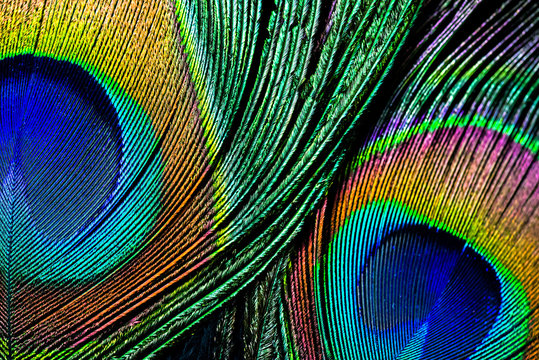 Peacock feather , close up