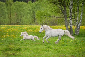 Obraz na płótnie Canvas Beautiful white horse with little pony running on the field with dandelions