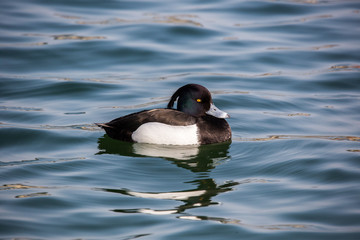 Wasservogel - Ente