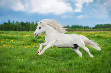 Obraz na płótnie Canvas White shetland pony running on the field in summer