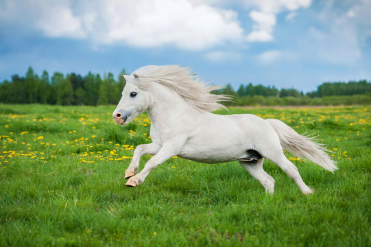 White shetland pony running on the field in summer