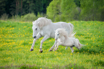 Beau cheval blanc avec petit poney courant sur le terrain avec des pissenlits