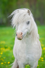 Portrait of white shetland pony with beautiful long mane