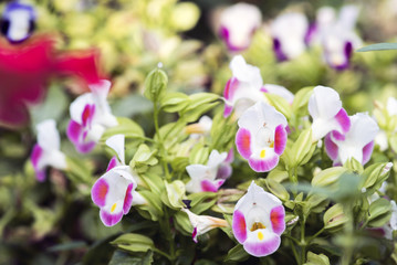 Beautiful flowers in the garden.