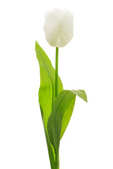 a beautiful white easter spring tulip isolated on white