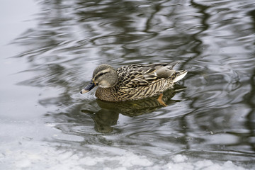 A duck slowly swimming trough a half frozen lake!