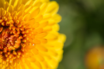 close up of beautiful flower and petals