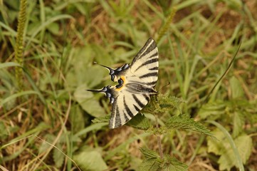 Canadian tiger swallowtail