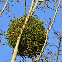 Mistletoe closeup