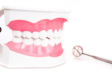 Fototapeta na wymiar teeth model with toothbrush on white background