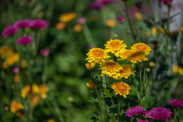 Colorful flowers in the garden