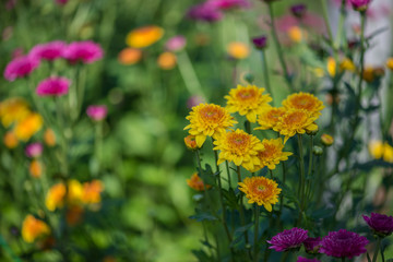 Colorful flowers in the garden
