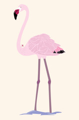 Ilustración de un Flamingo