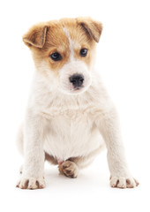 White puppy with brown spots.
