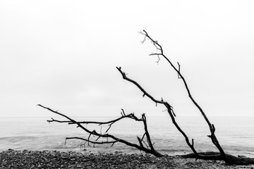 Broken tree branches on the beach after storm. Sea black and white