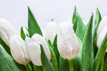 Fototapety  Bukiet świeżych białych tulipanów z bliska krople wody na białym tle. Wiosna