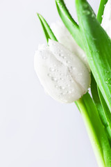 Fresh white tulip with water drops close-up on white background. Spring