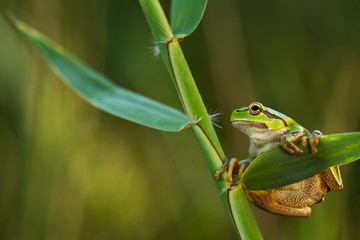 Green Tree Frog on a reed leaf (Hyla arborea)