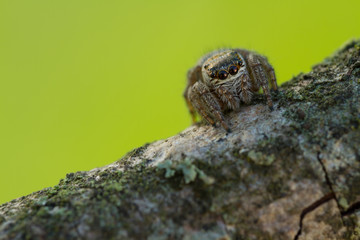 Evarcha arcuata Jumping Spider Macro Shot © macrowildlife