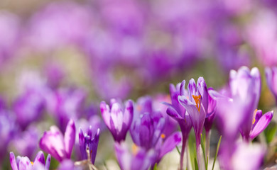 Field of magic blooming spring flowers crocus