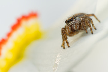 Evarcha arcuata Jumping Spider Macro Shot