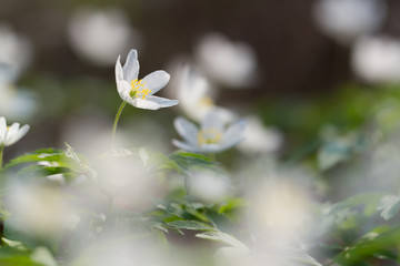 White wood anemone flower
