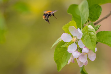 Hummel im Anflug auf eine Blüte